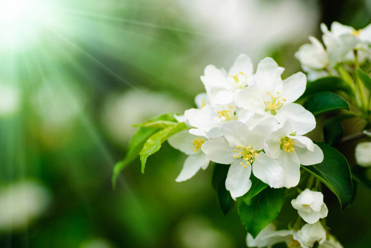 木瓜樹(shù)開(kāi)花的宏