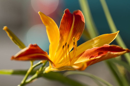 Daylily Frans Hals（Hemerocallis hybrida）