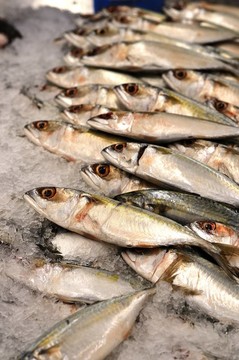 新鮮的魚(yú)