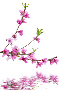 粉色的花