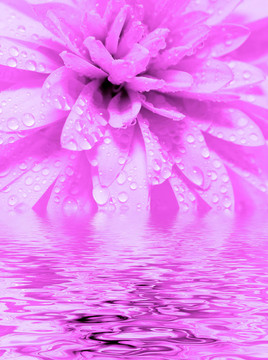 摘要花瓣