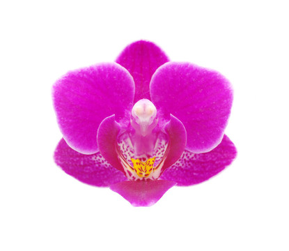 粉紅色的蘭花