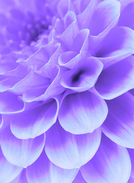 抽象的花朵