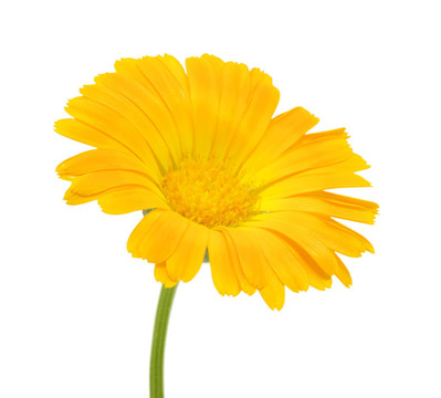 橙花