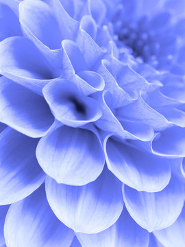 摘要花瓣