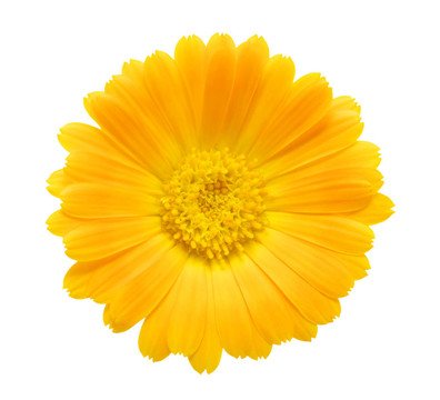 橙花