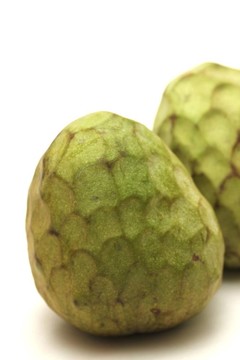 荔枝果實(shí)中分離