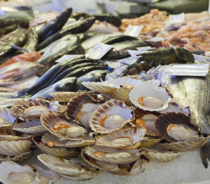 新鮮干貝魚市場