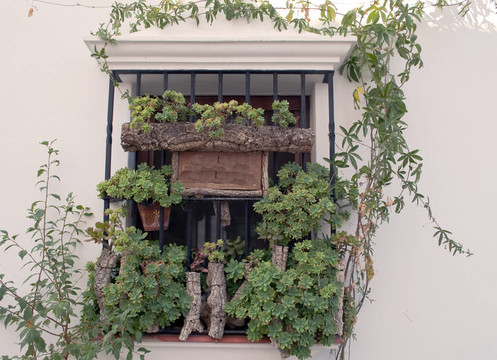 Windows的植物