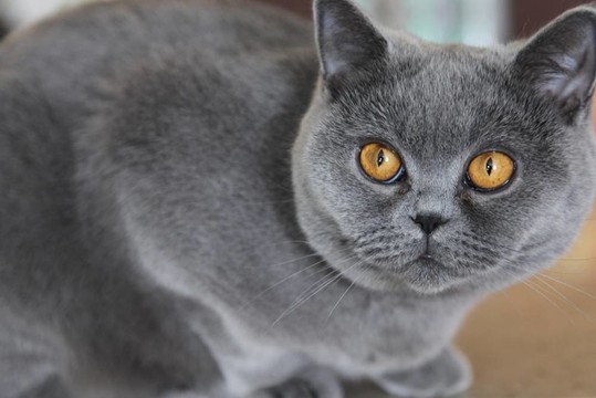 太太的貓