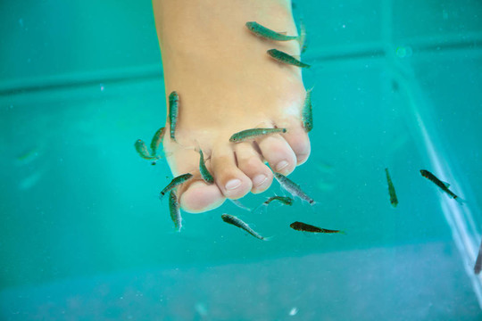 魚療；淡紅墨頭魚魚