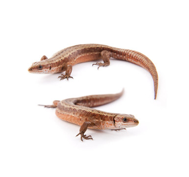 llizard