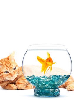 金魚和貓
