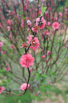 桃花