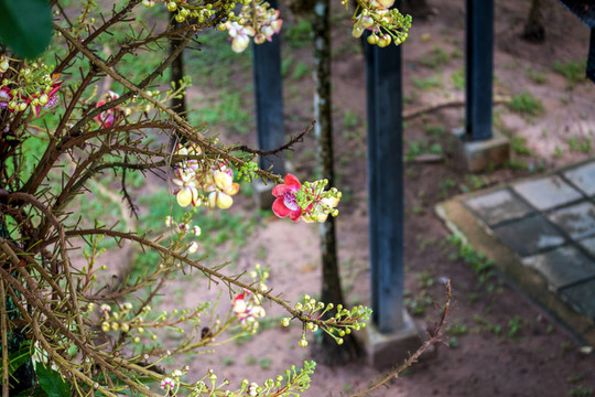 泰式花園