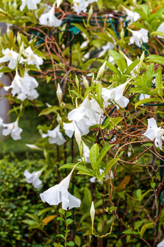 泰式花園