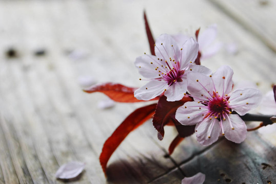春天的花