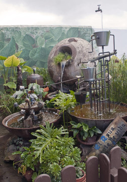 花園里的植物