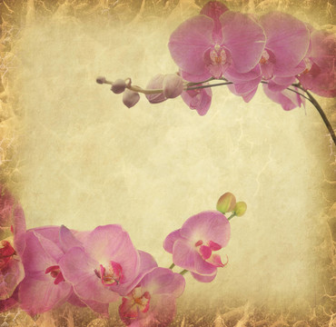 復(fù)古壁紙背景蘭花