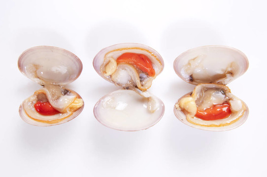蛤軟體動(dòng)物
