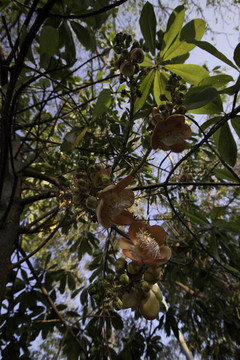 農(nóng)村