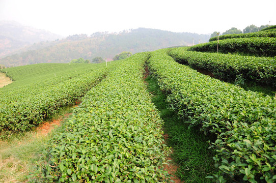 綠茶園
