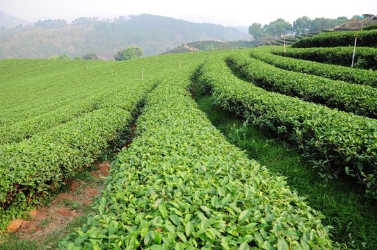 茶園。
