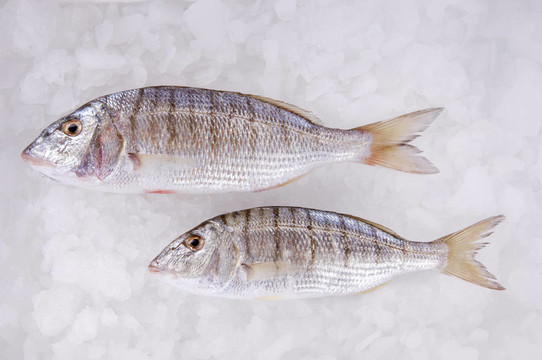 海里的魚