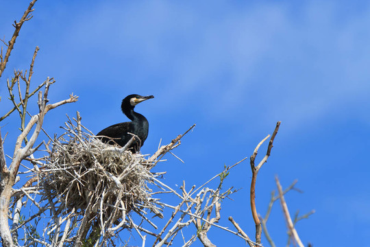 鸕鶿（Phalacrocorax carbo）巢