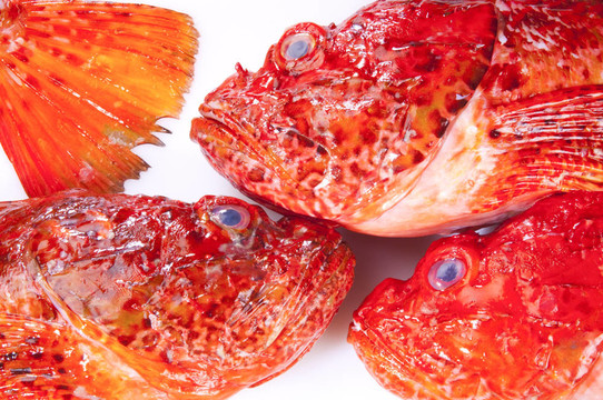 紅scorpinfish