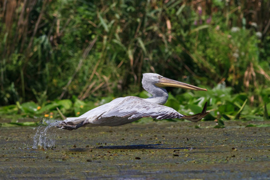 Dalmatian Pelican（Pelecanus crispus）