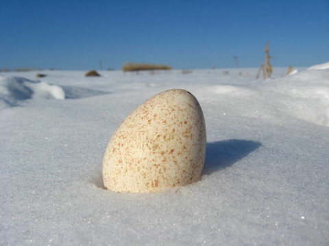 雪上的火雞蛋