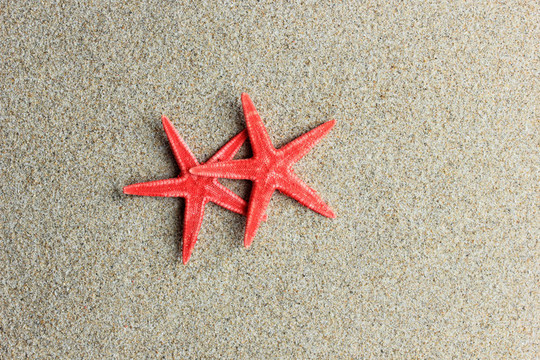 沙灘上的紅海星