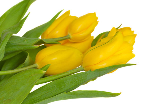 黃色的郁金香花束