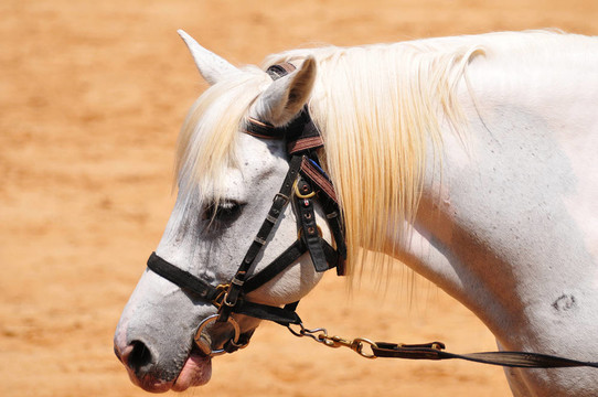 White Horse的頭