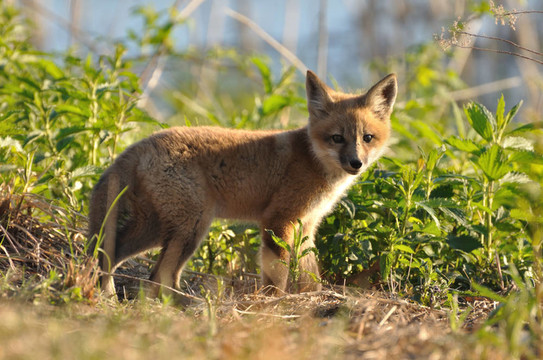 紅色的Fox Kit