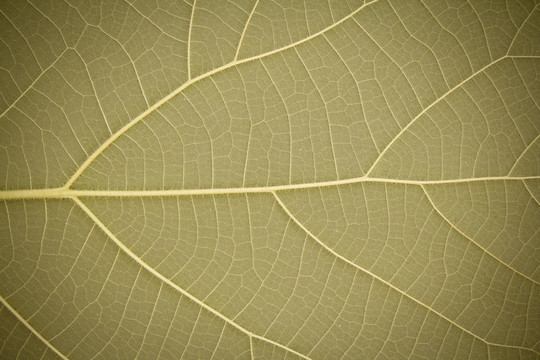 葉的紋理