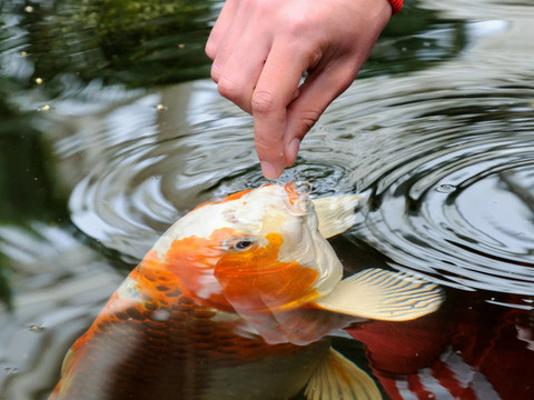 飼養(yǎng)錦鯉