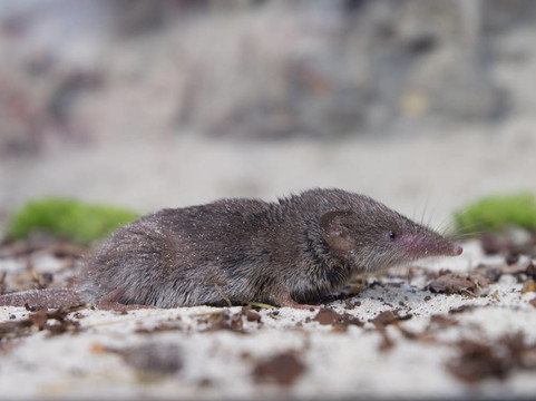 大麝鼩（Crocidura russula）
