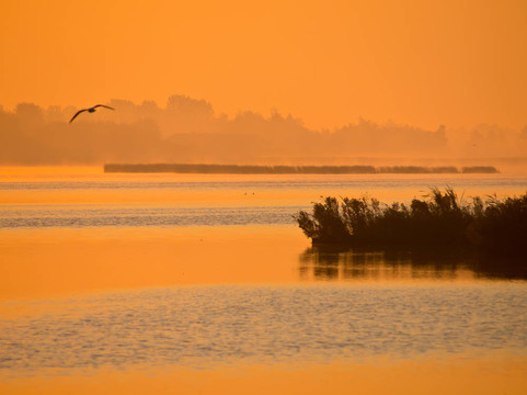 橙色发光日出湖与飞鸟