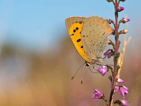 小銅蝴蝶；Lycaena phlaeas