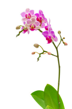 白色背景上盛開的蘭花枝