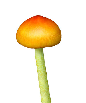 一個紐利出現(xiàn)和不斷增長的Amanita Jacksonii的可食用的蘑菇，孤立在白色房間為您的文本。
