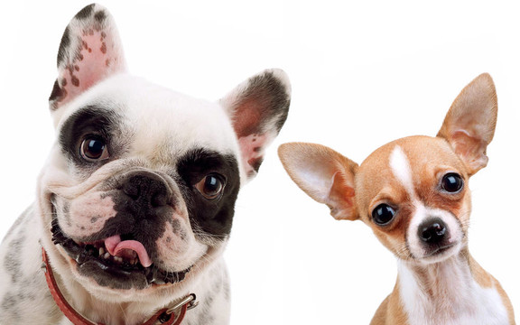 奇瓦瓦和法國斗牛犬
