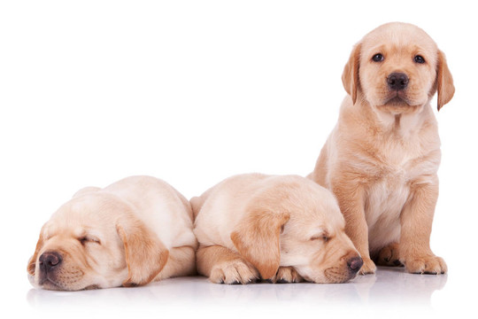 三個可愛的小拉布拉多幼犬