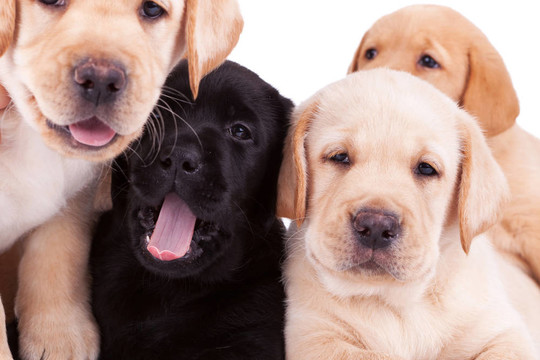 四只拉布拉多幼犬