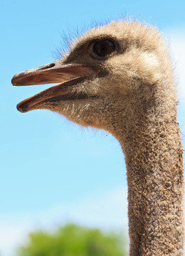 鴕鳥特寫