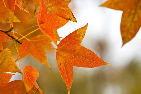 森林紅葉背景