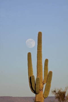 仙人掌和Full Moon