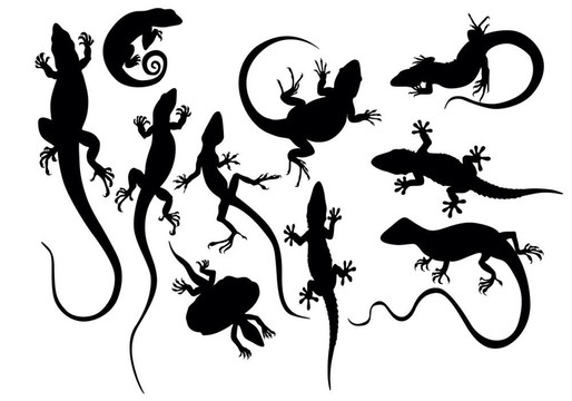Lizard black的剪影
